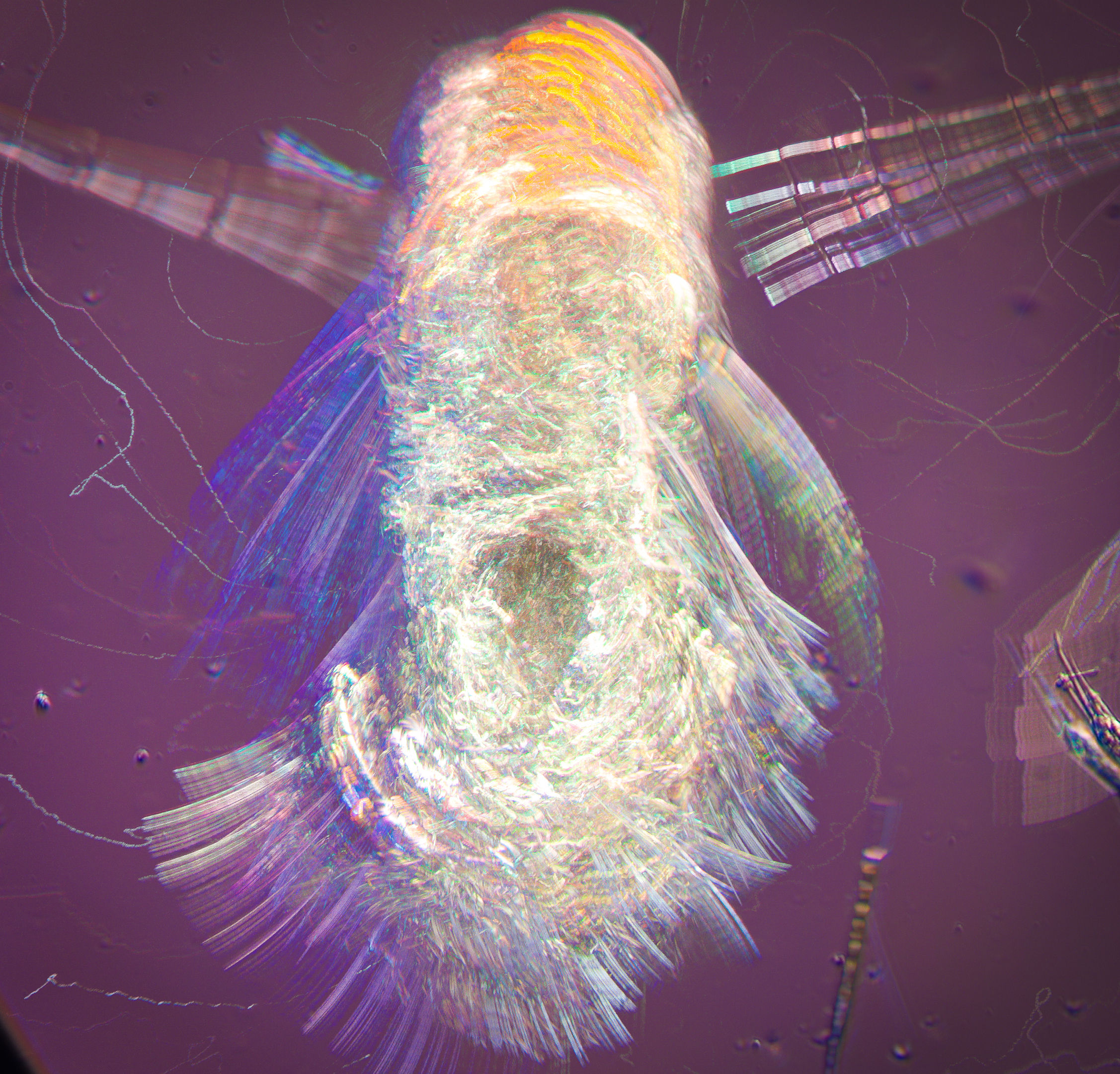 polychaete timelapse 10-20-24