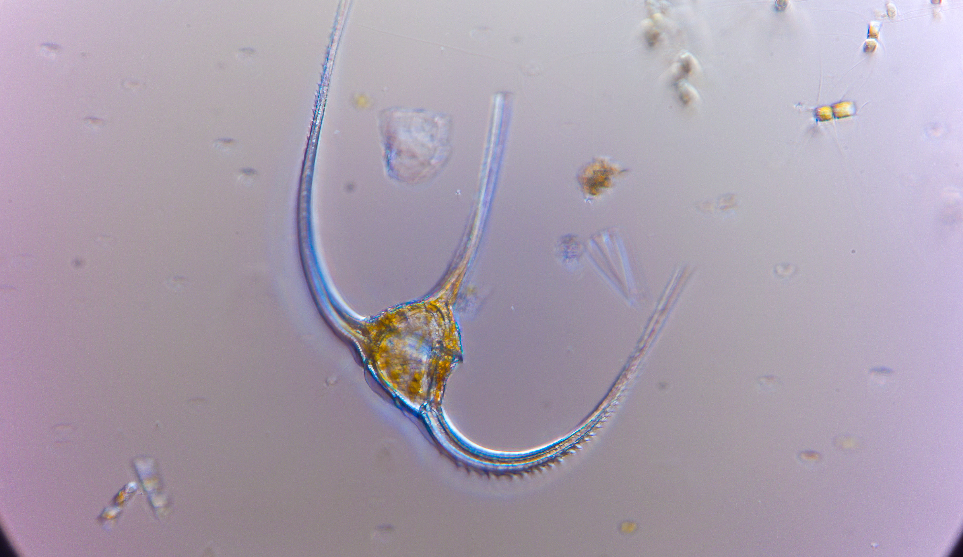dinoflagellate 5/2/26 (#36)