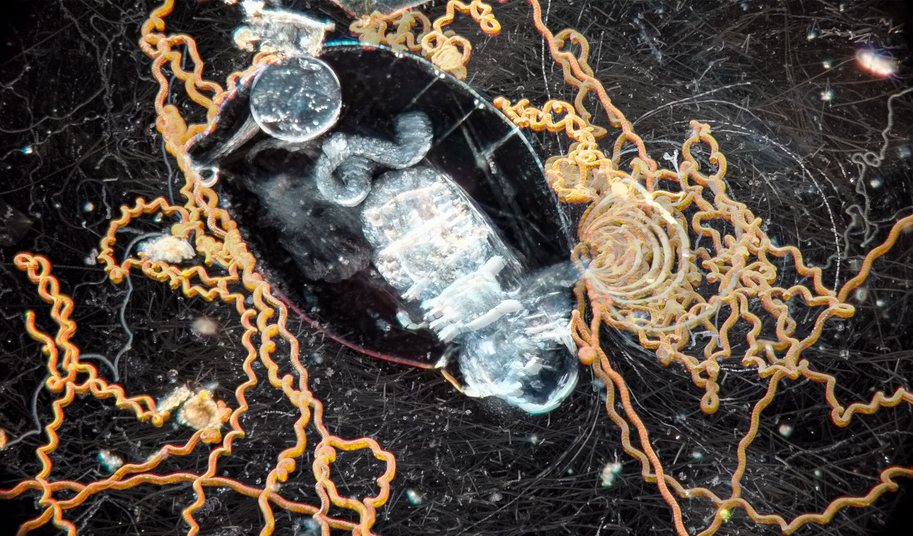Asplancha and flagellates 'cloud chamber' pic 4/1/24 #4