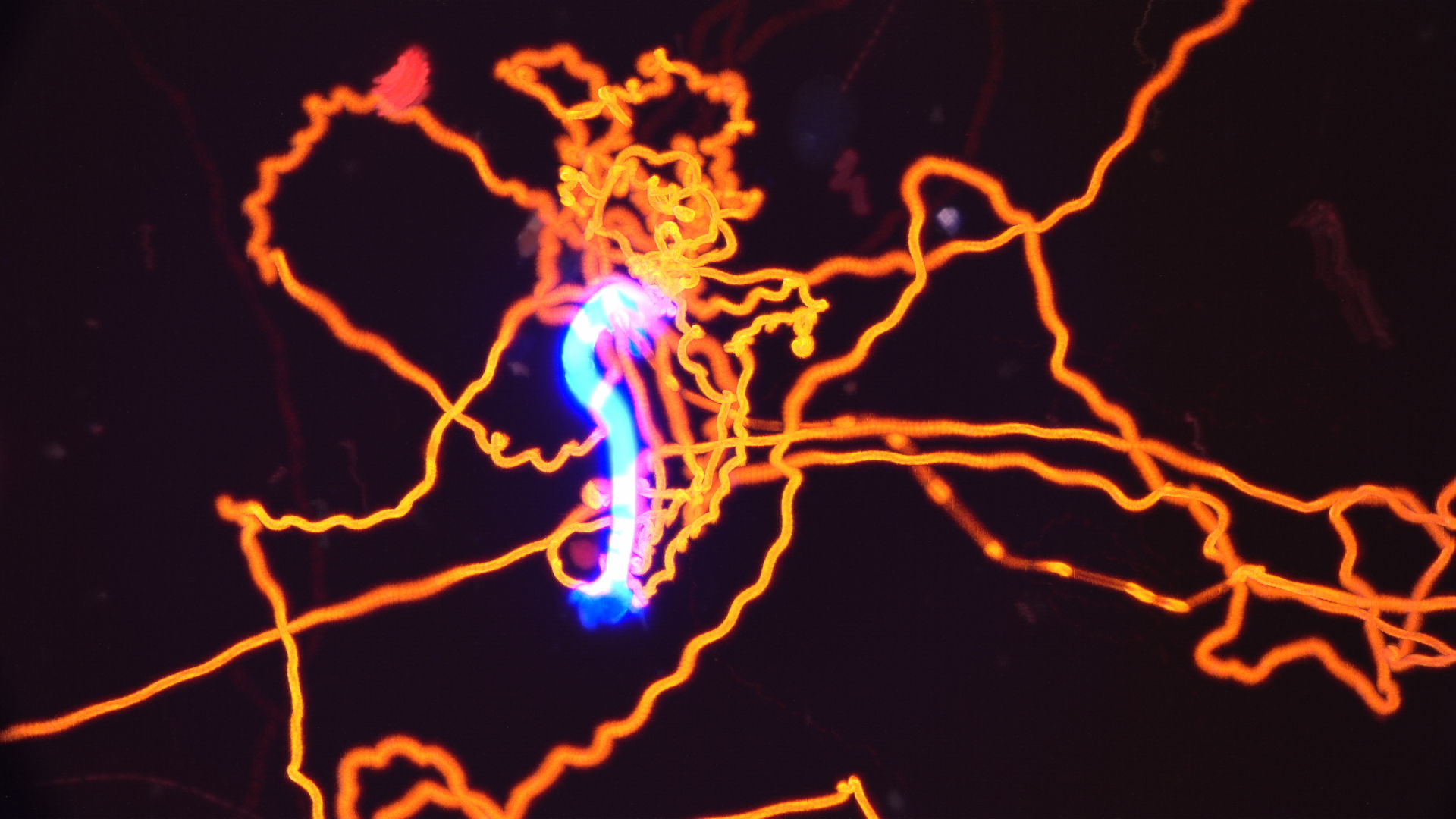 flagellates + microplastic 10/12/24
