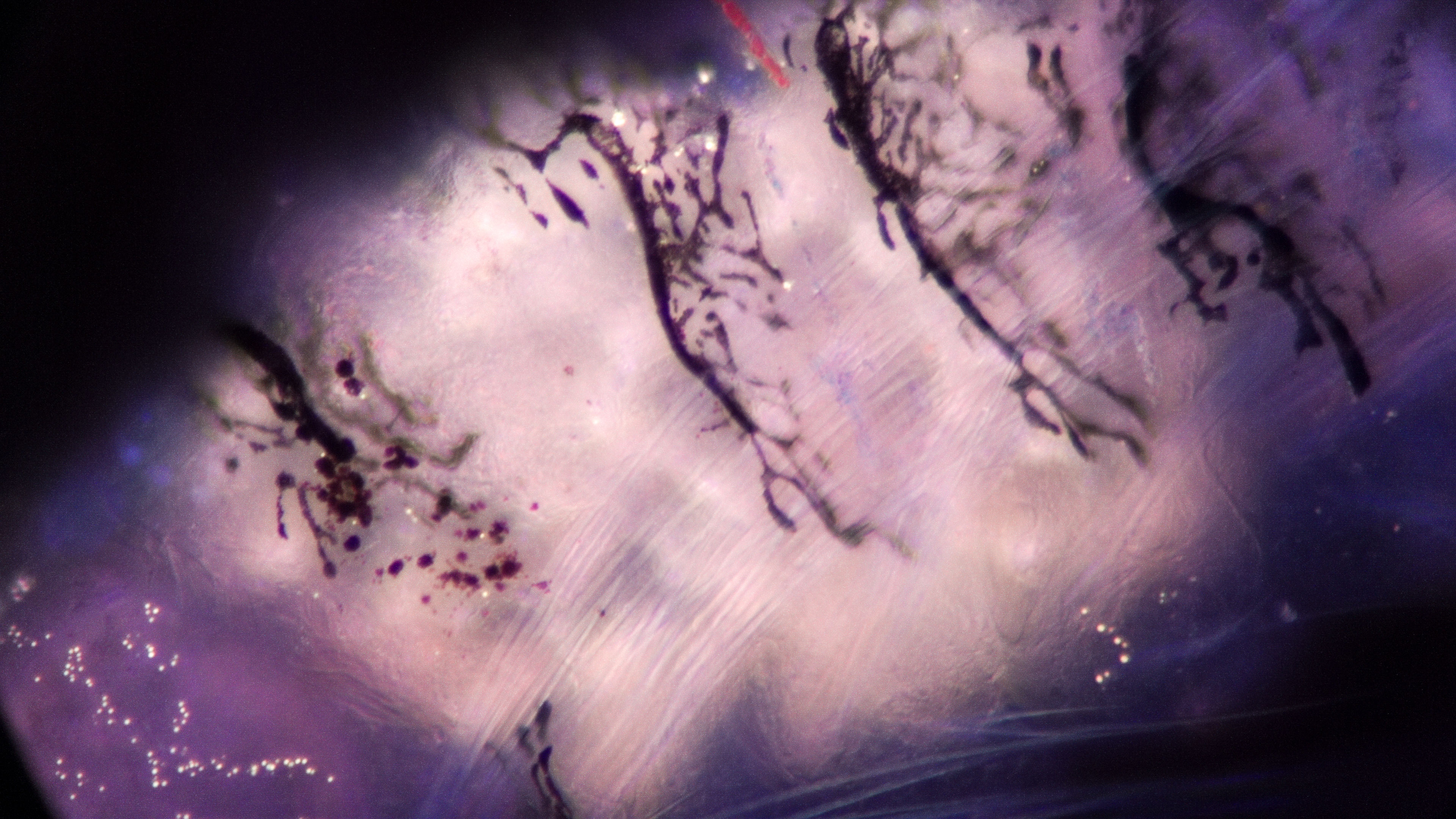 dead polychaete fluo 10/21/24 #58