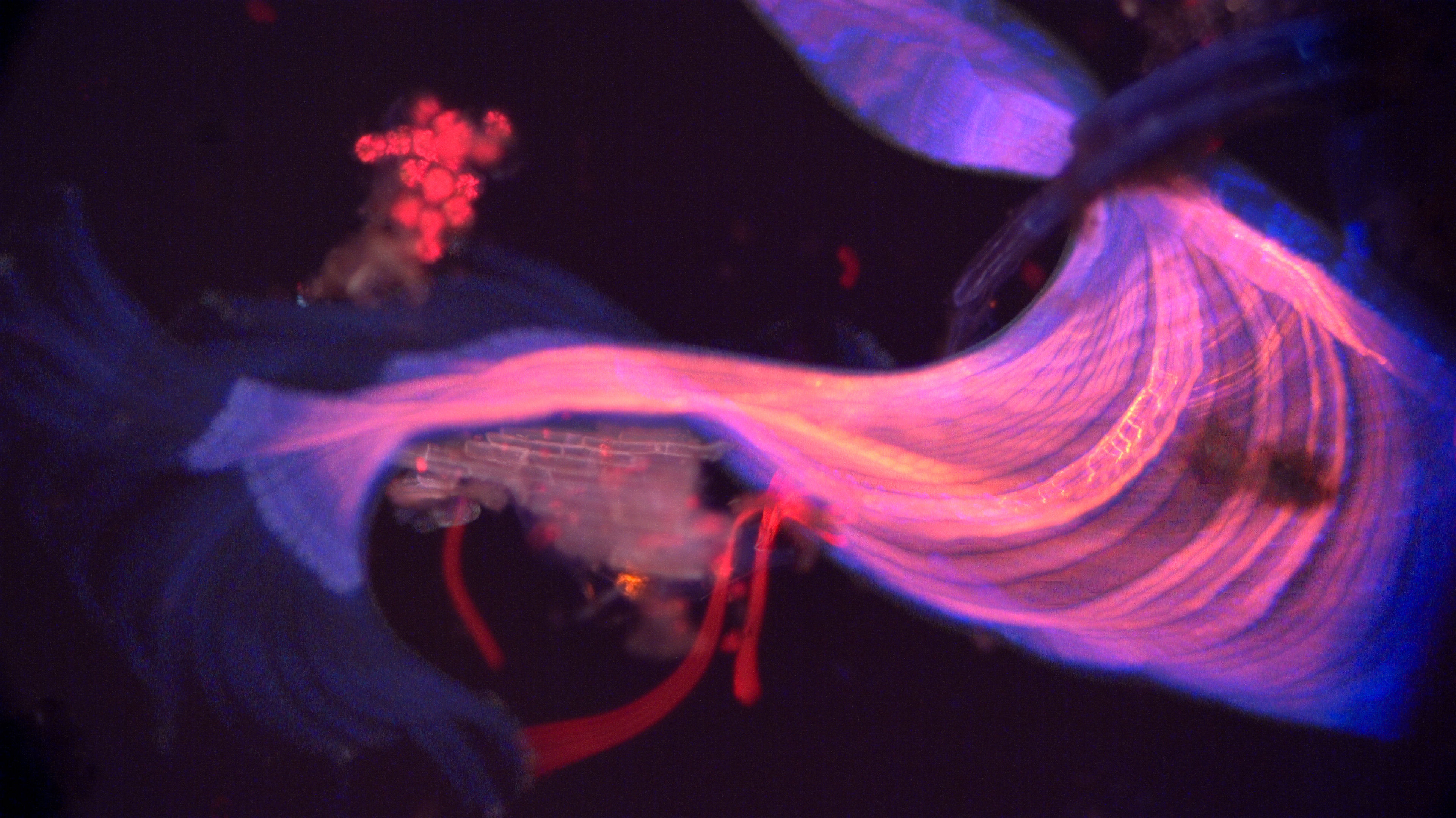 worm timelapse