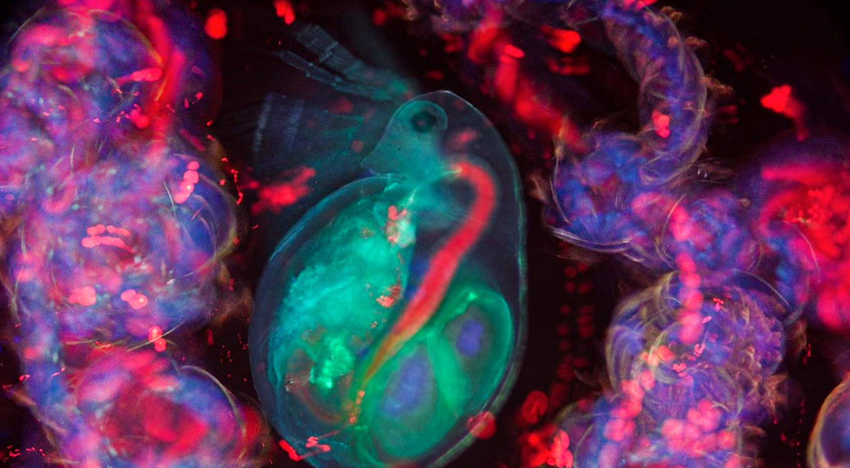 fluo daphnia halls pond 8-7-24