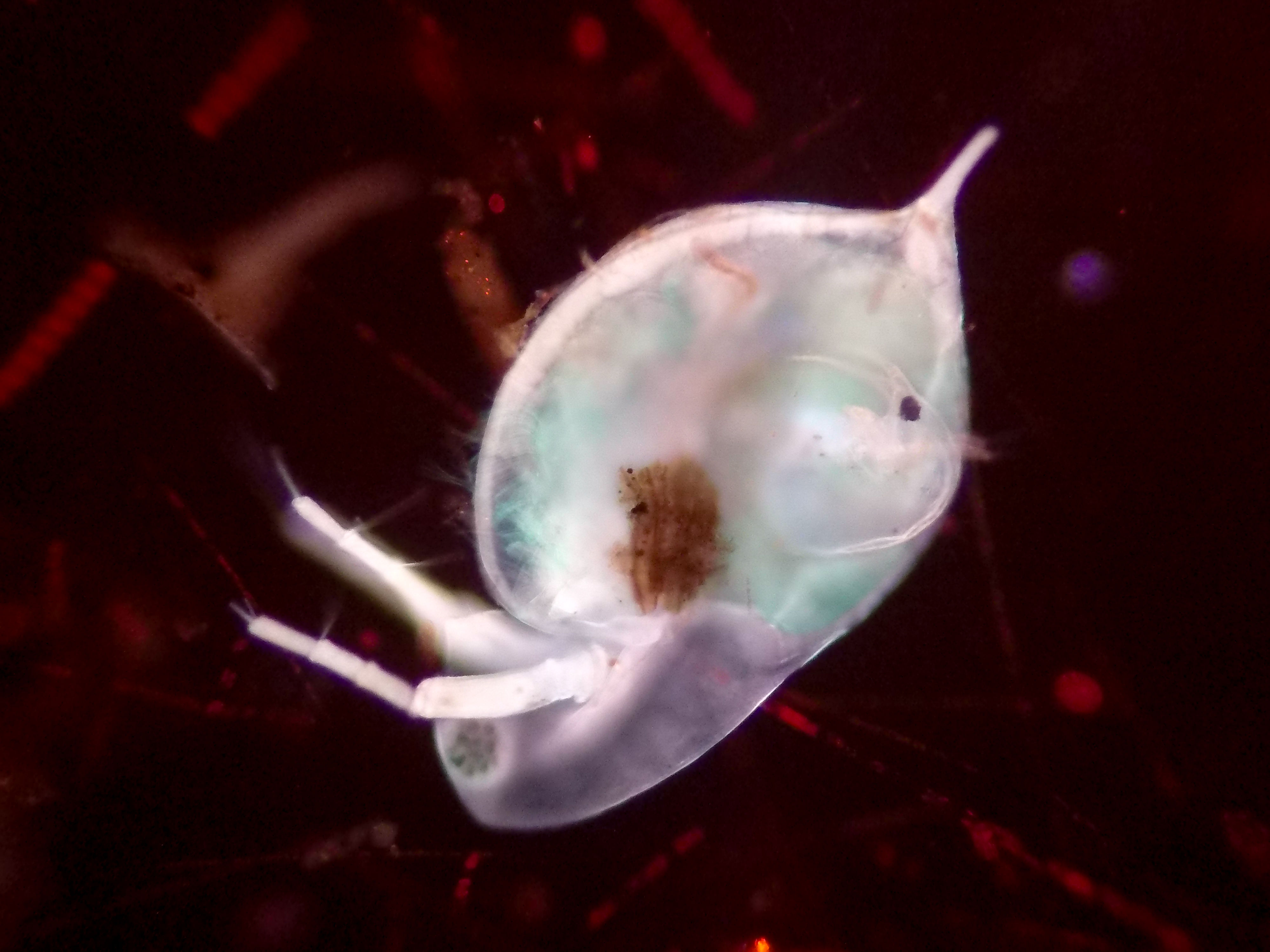 Daphnia fluo halls pond