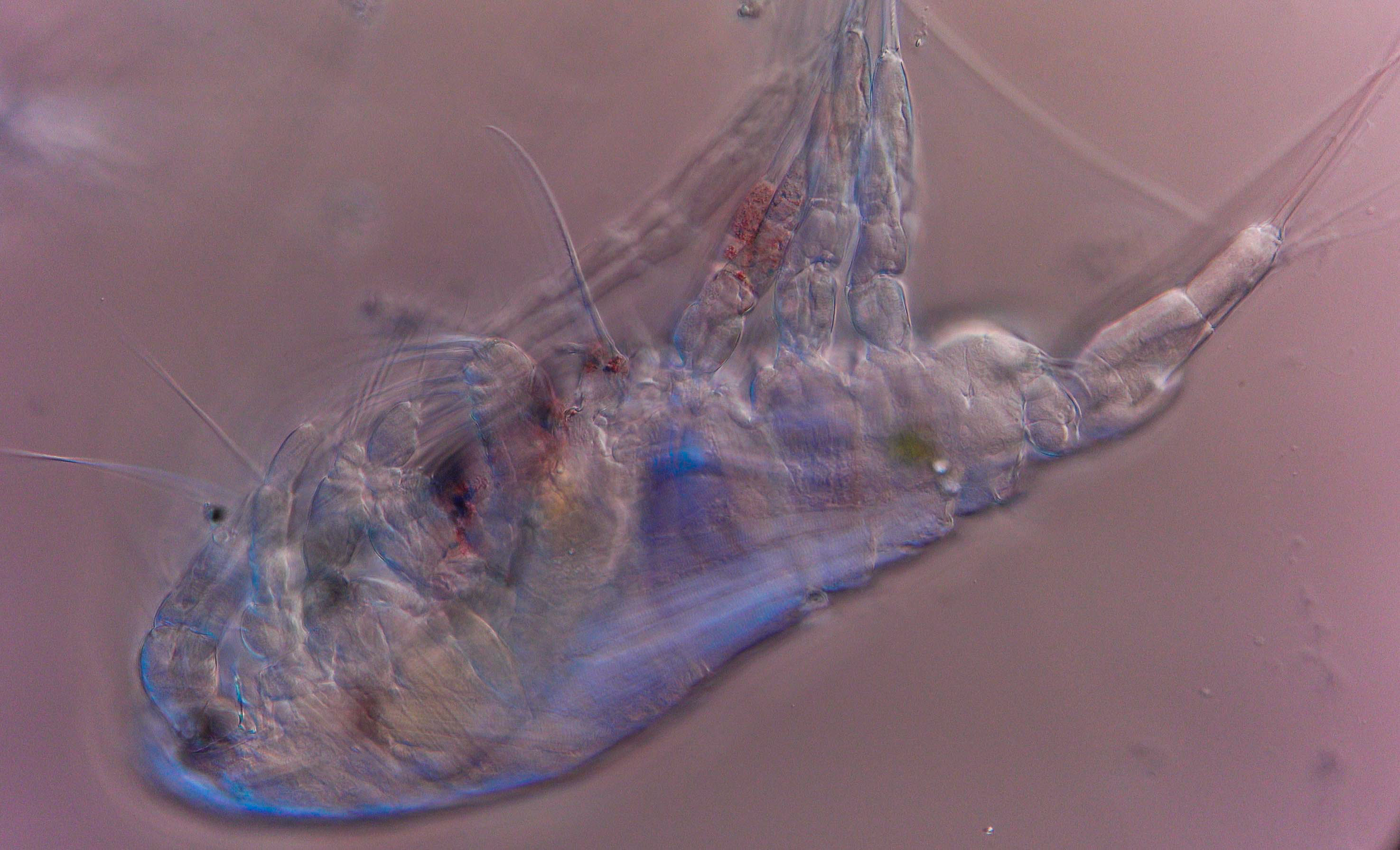 Copepod Boston harbor DIC