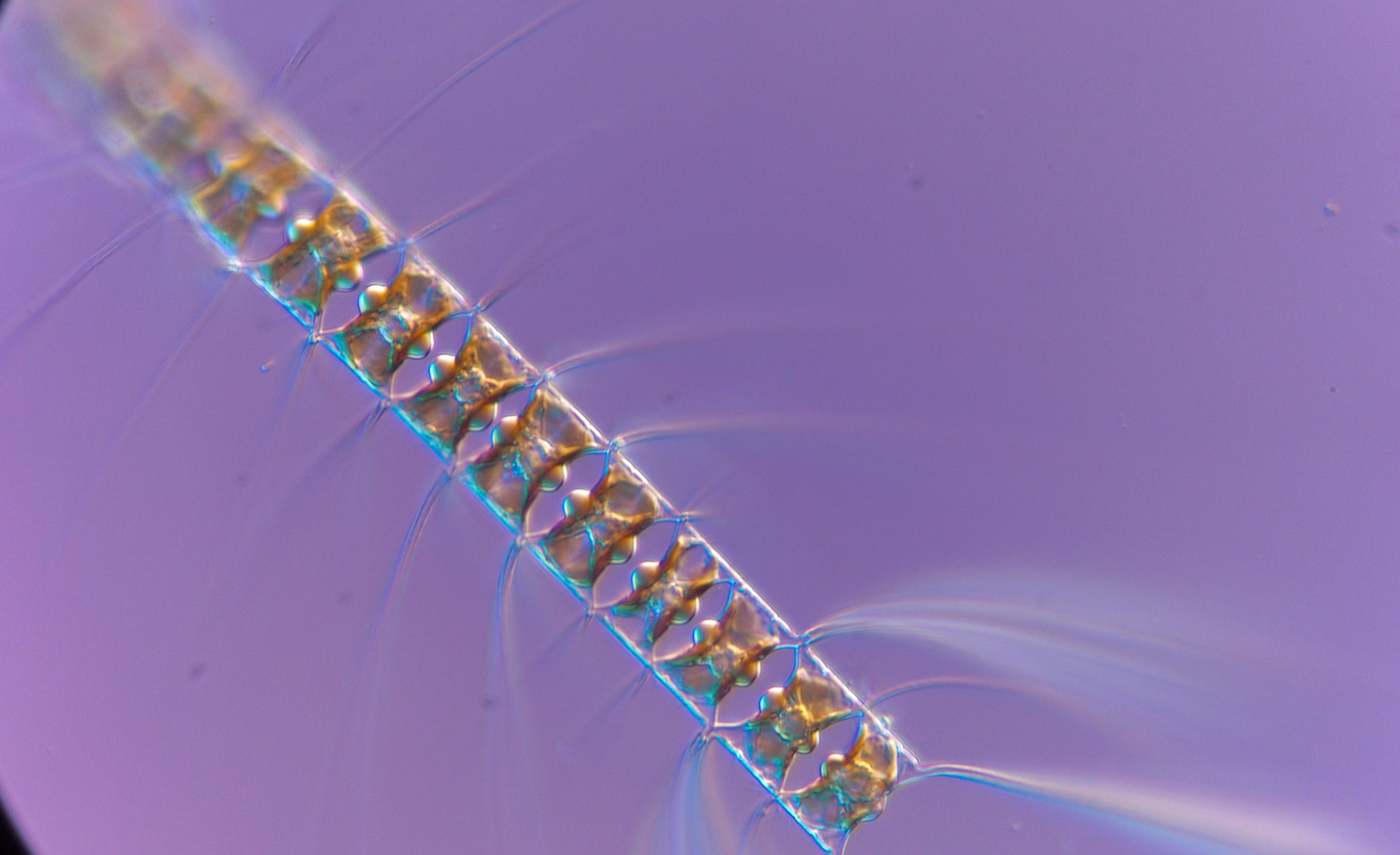 Chaetocerus 2