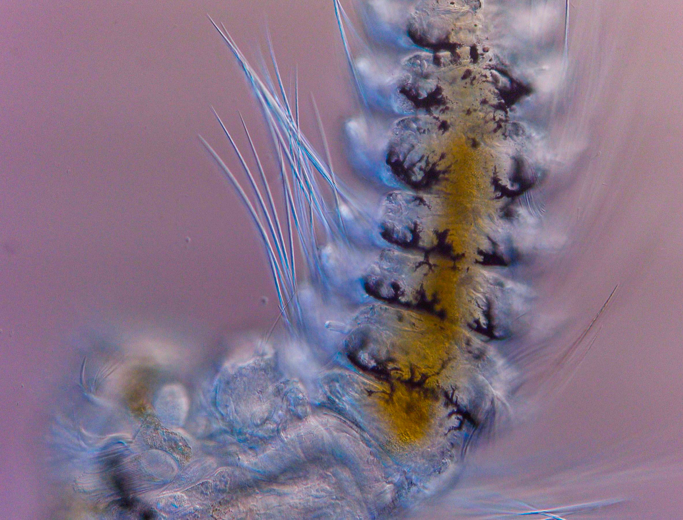 Polychaete from Boston Harbor
