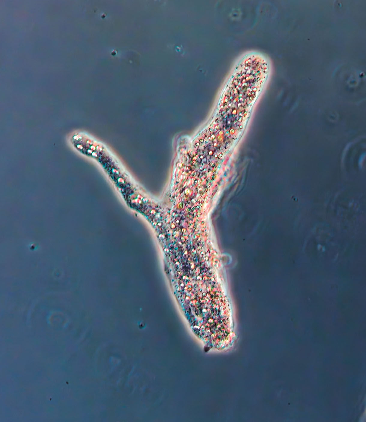 amoeba proteus