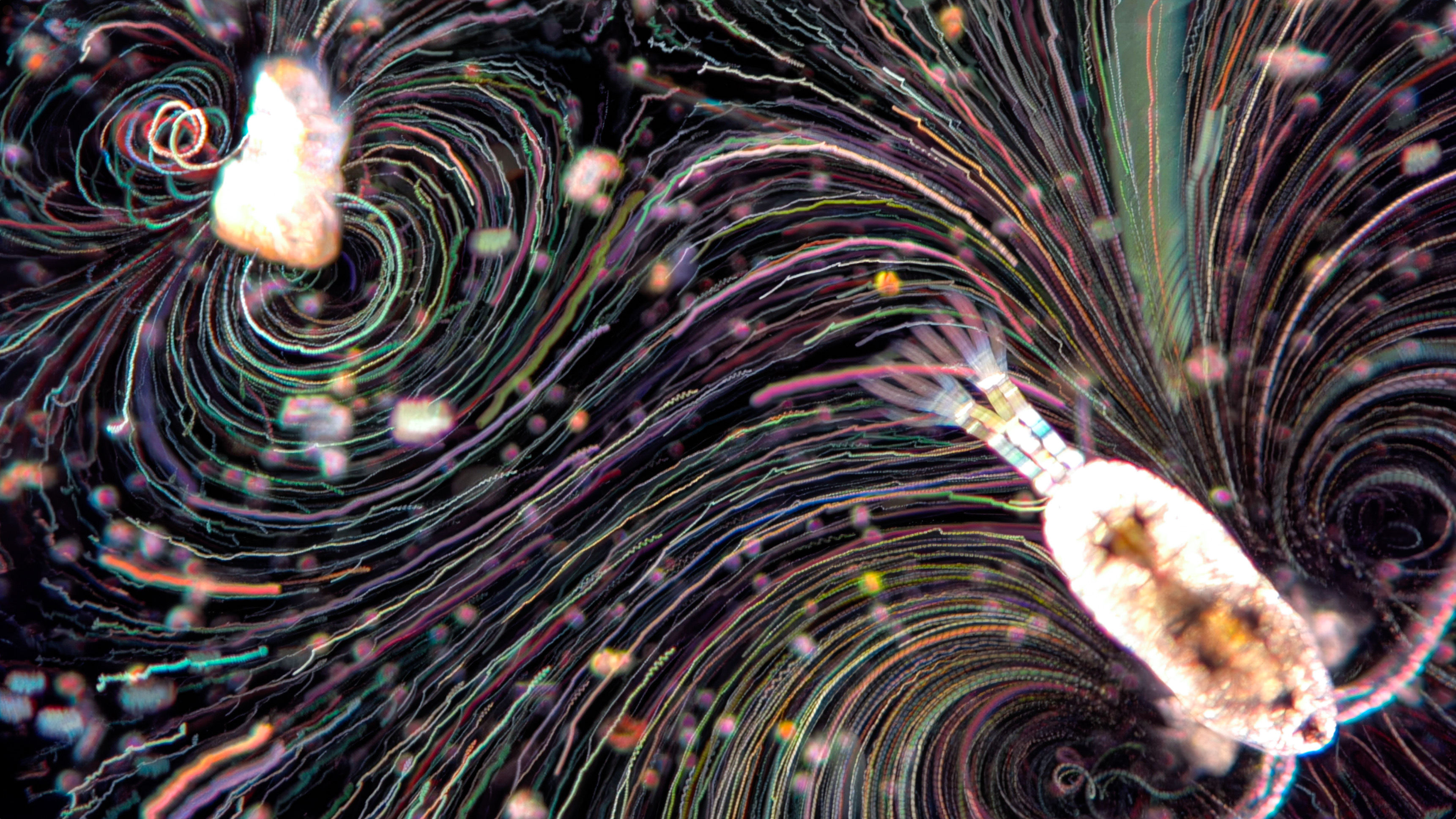 polychaete + copepod feeding currents
