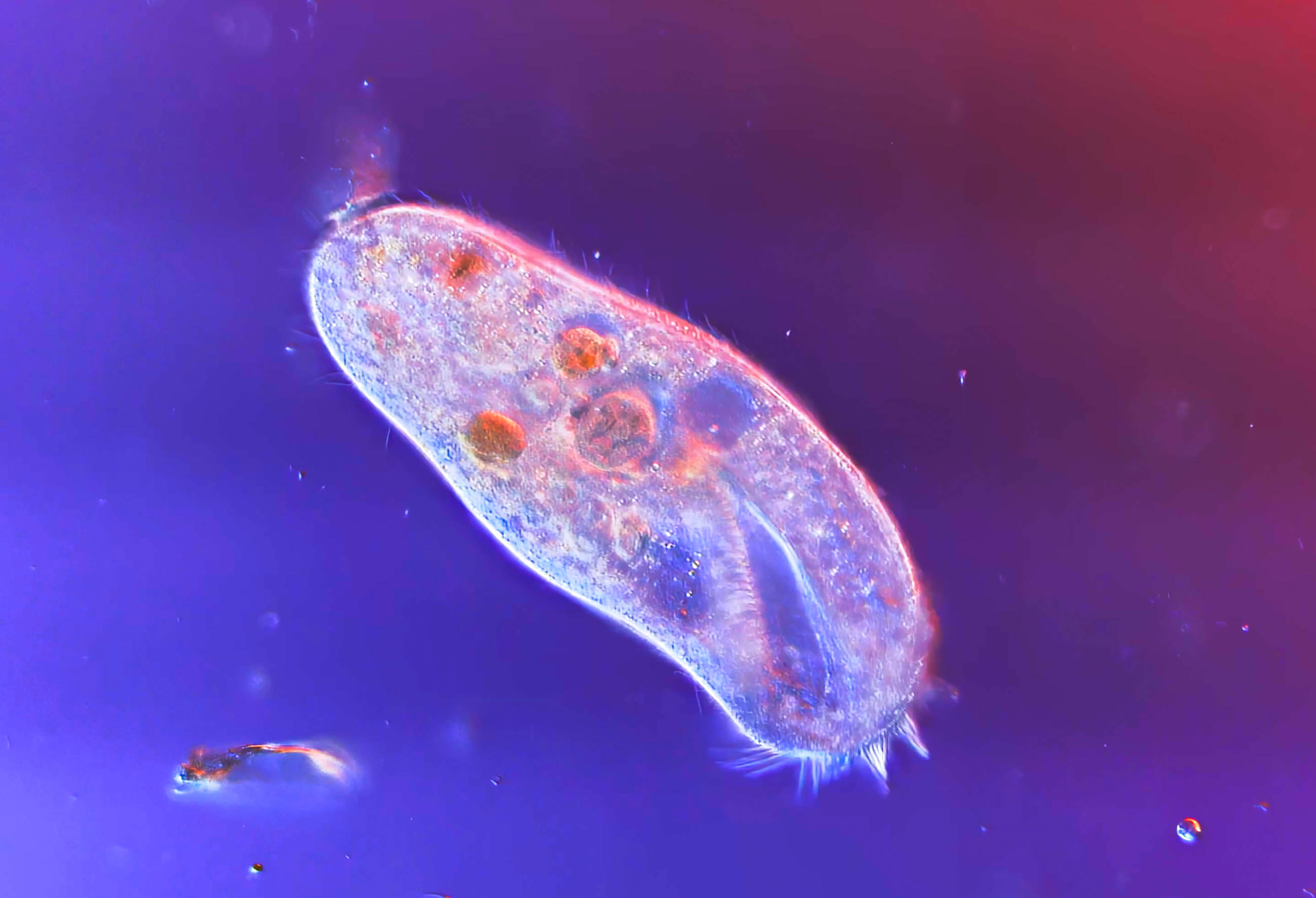 big ciliate Bradley lake moss expt 5/24/25