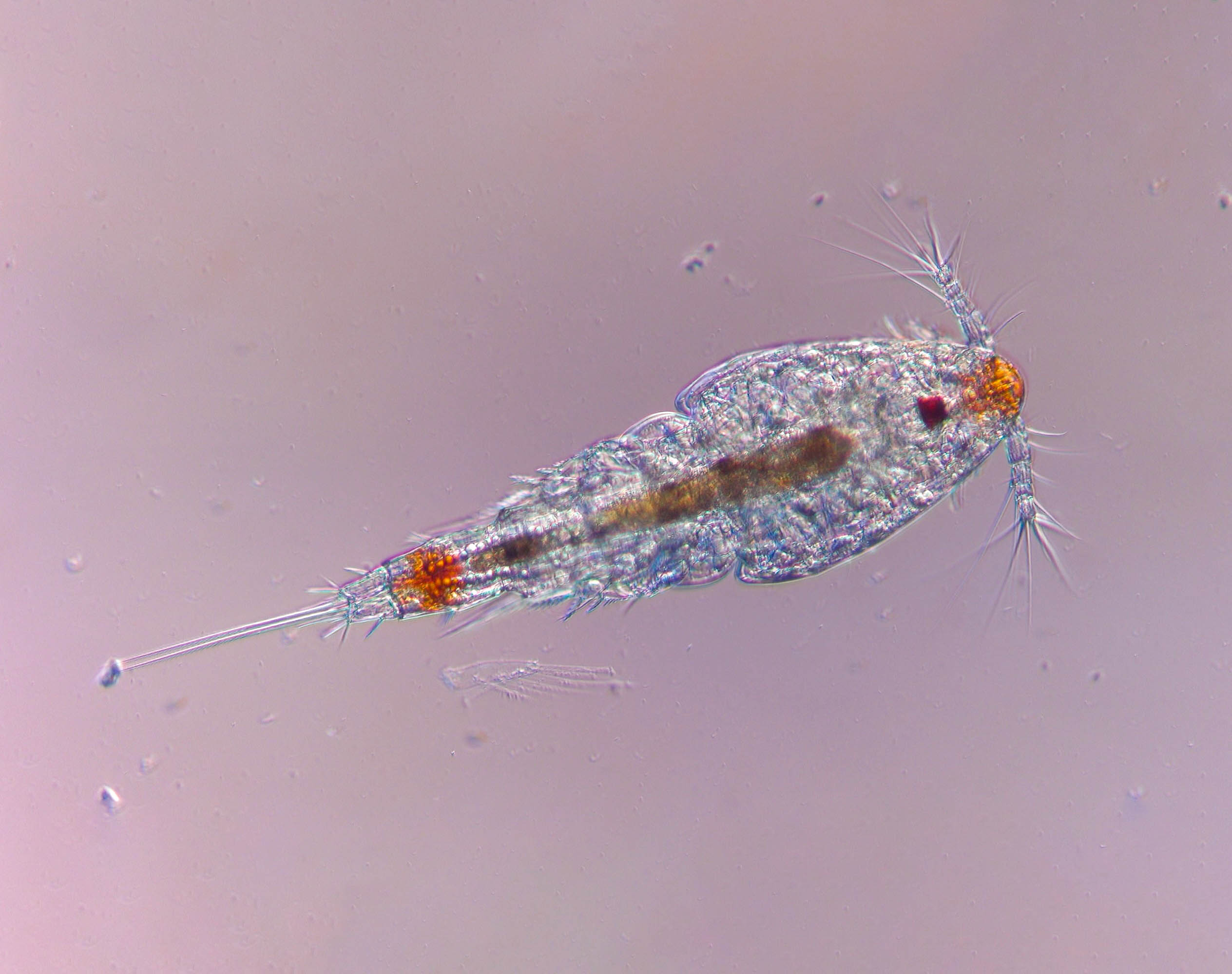 copepod Boston 10-20-24