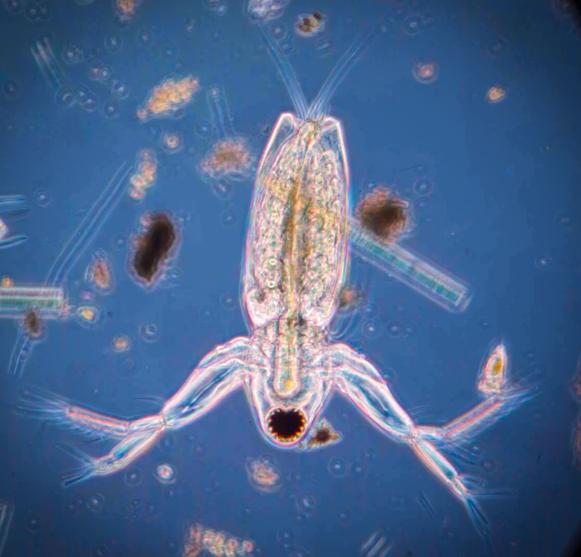 diaphosoma slapping rotifer Charles river slow motion