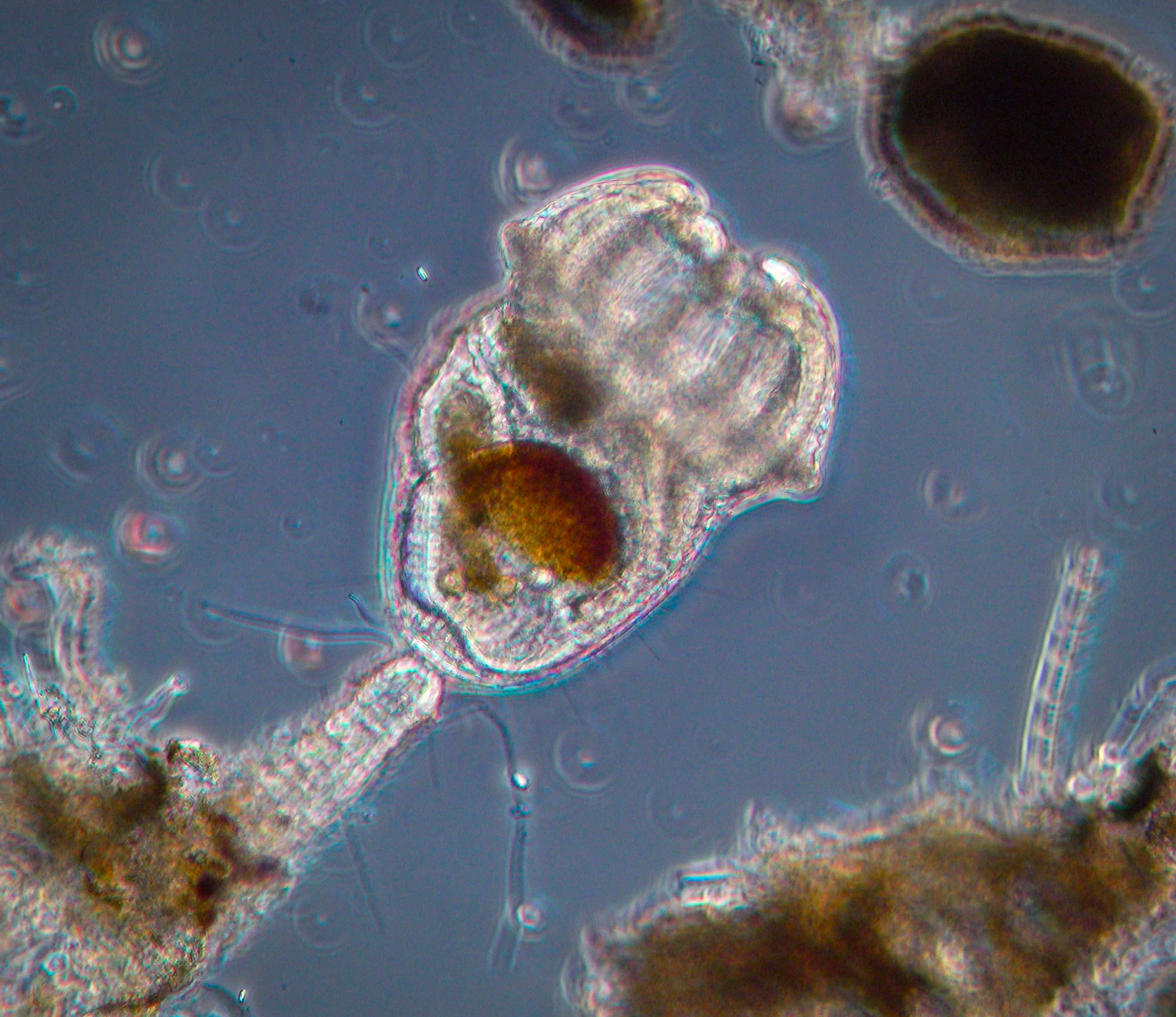 ectoproct Boston harbor 6-25-26