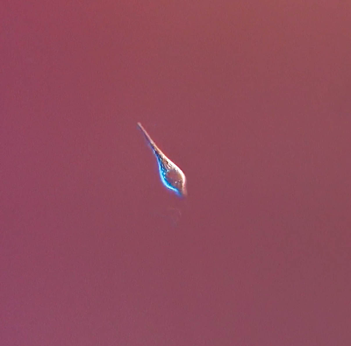 euglenoid movement