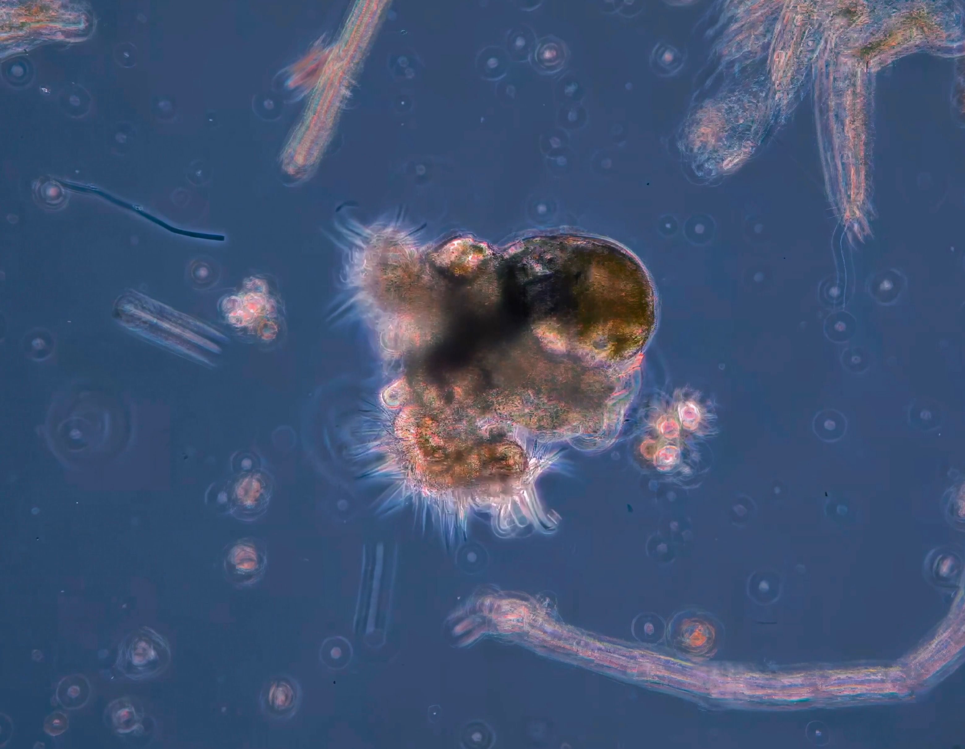 Gastropod Boston Harbor 1000fps