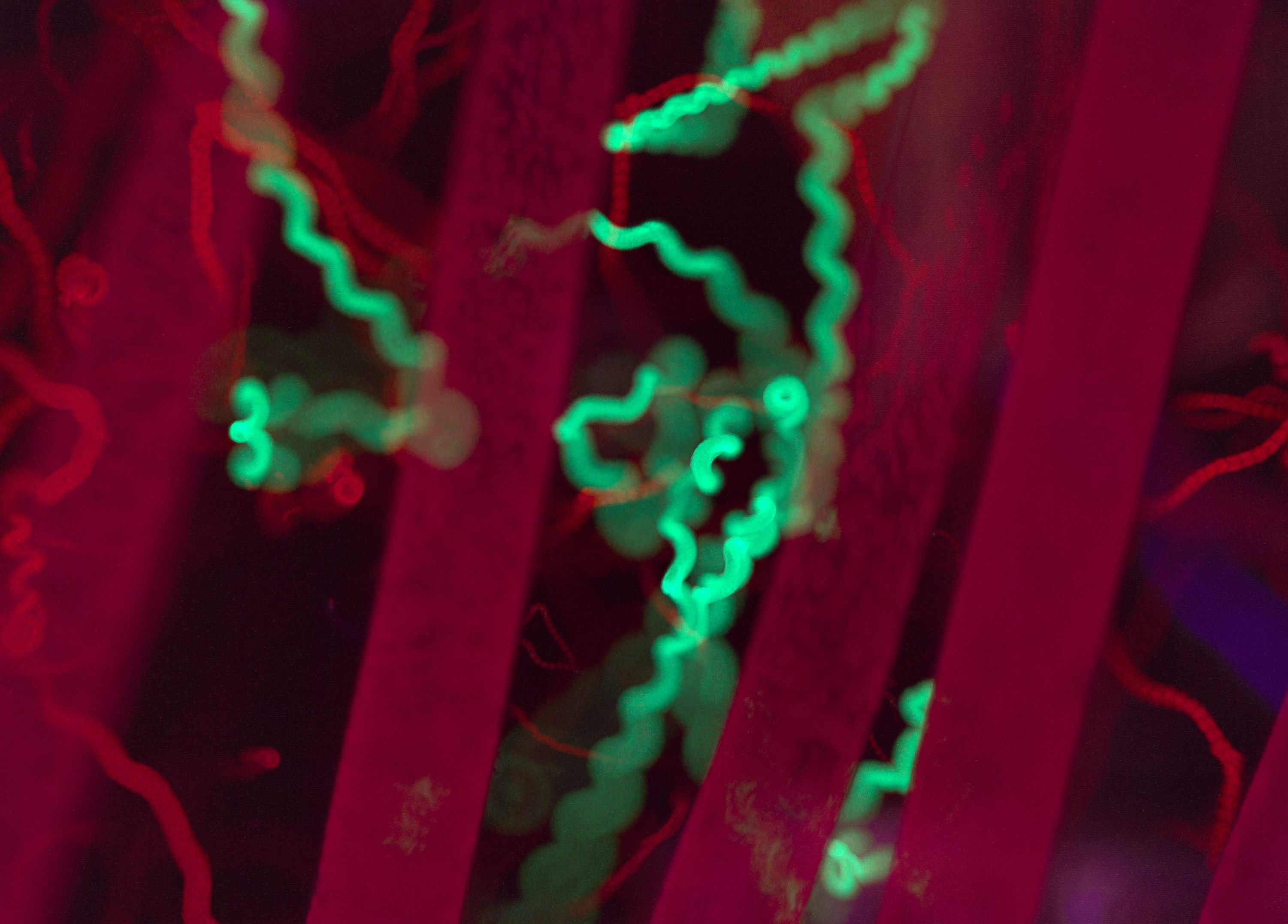 green flagellate