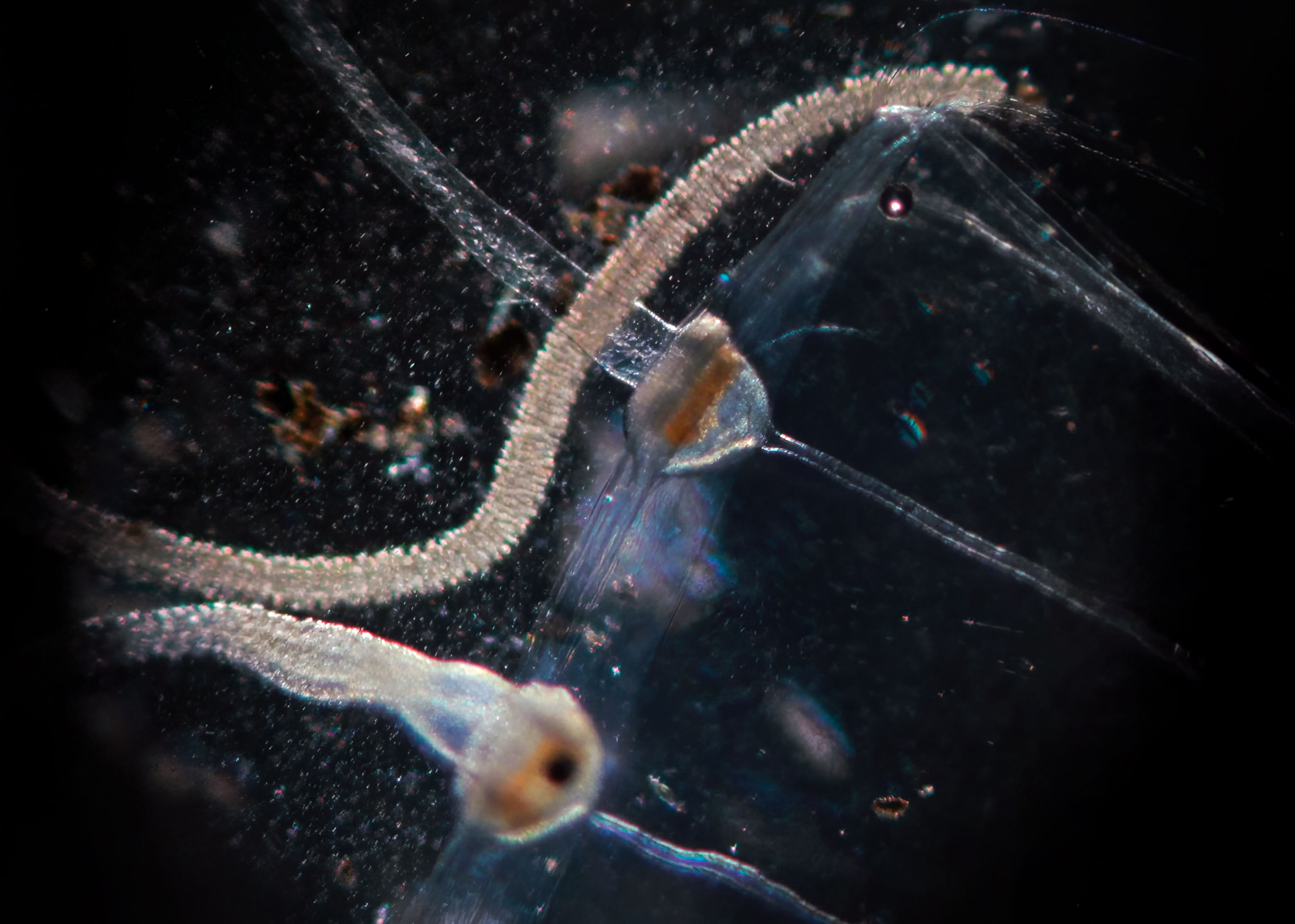 Jellyfish from Charlesview workshop