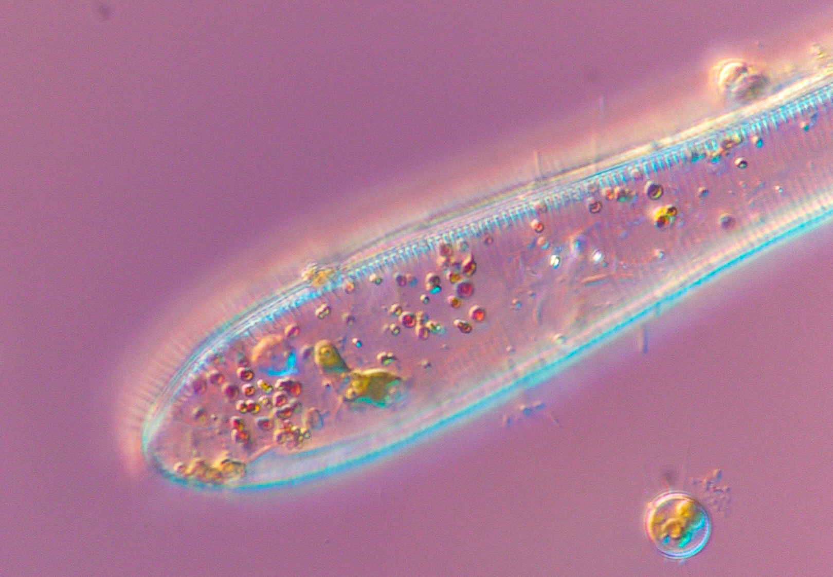 jewel diatom 11/10/24