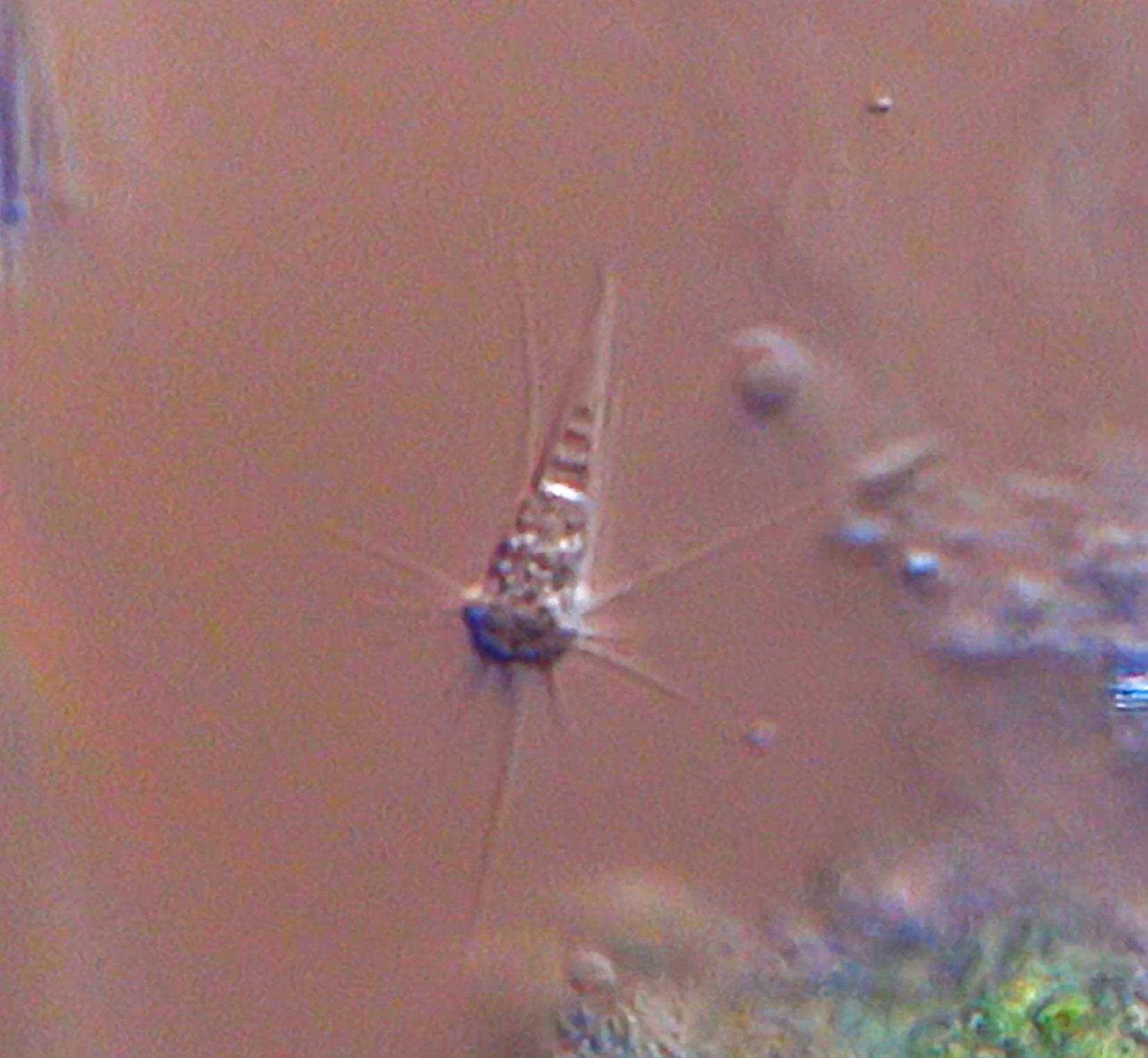 Mystery critter