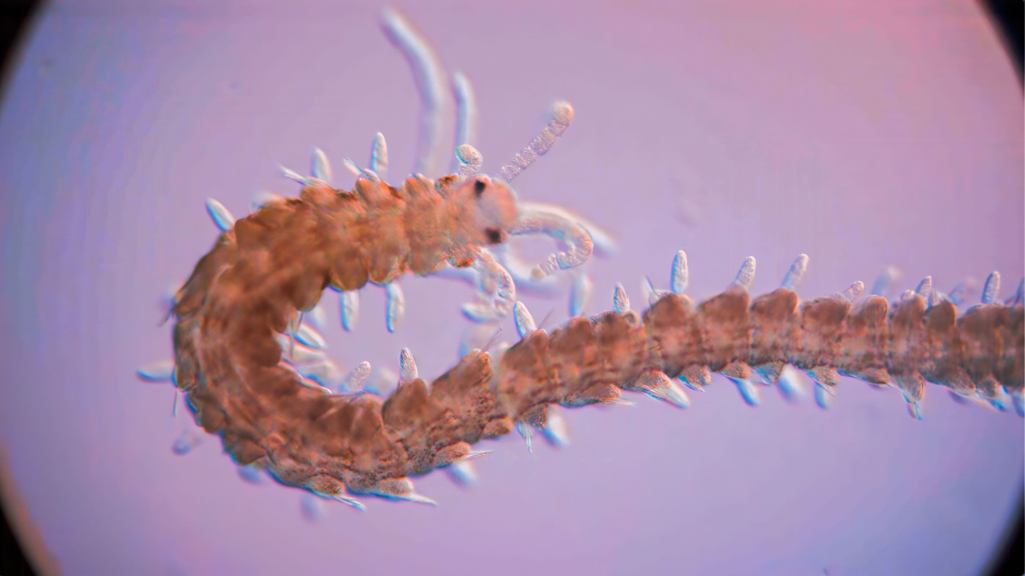 big polychaete in the harbor slow motion