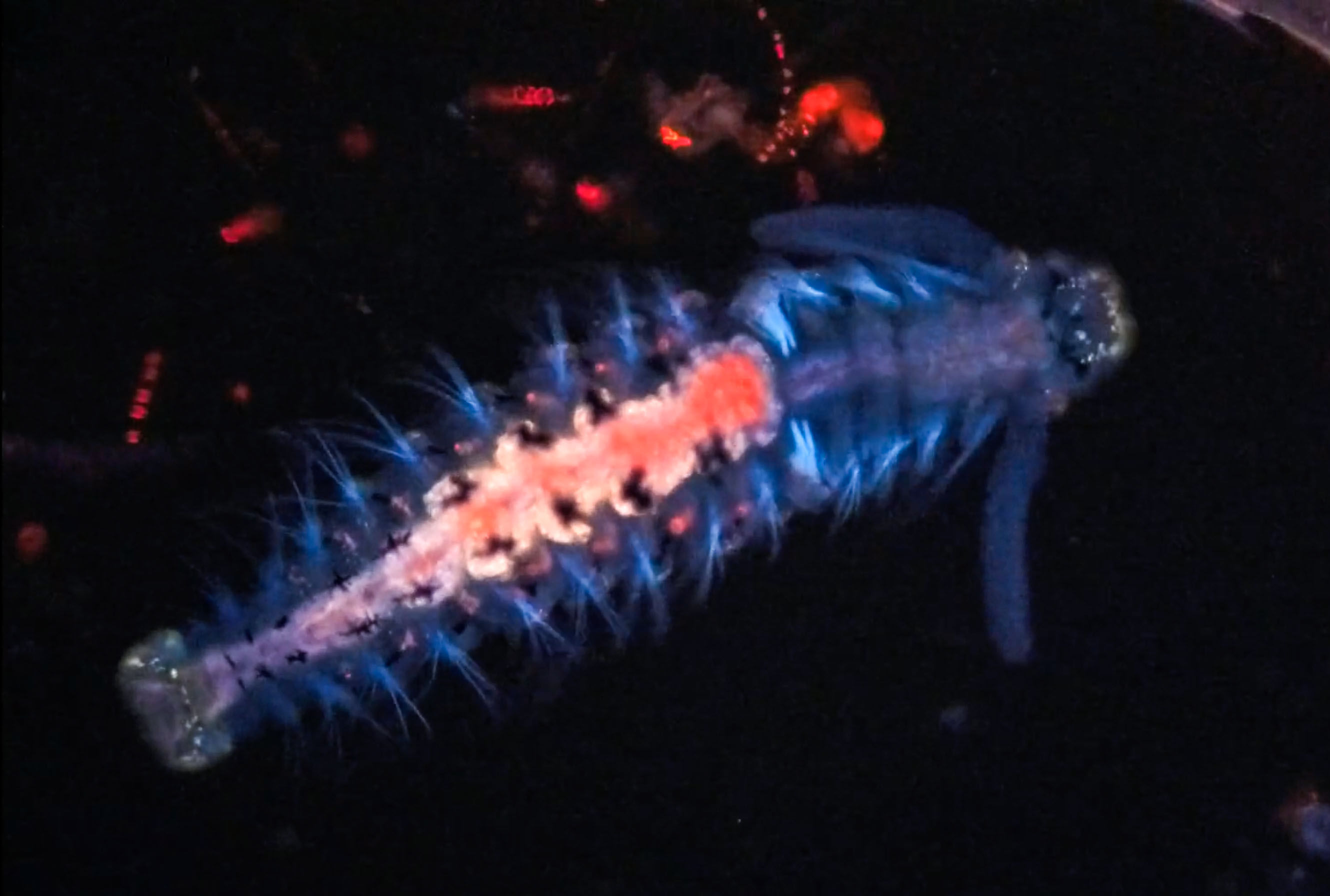 polychaete fluo 8-16-24