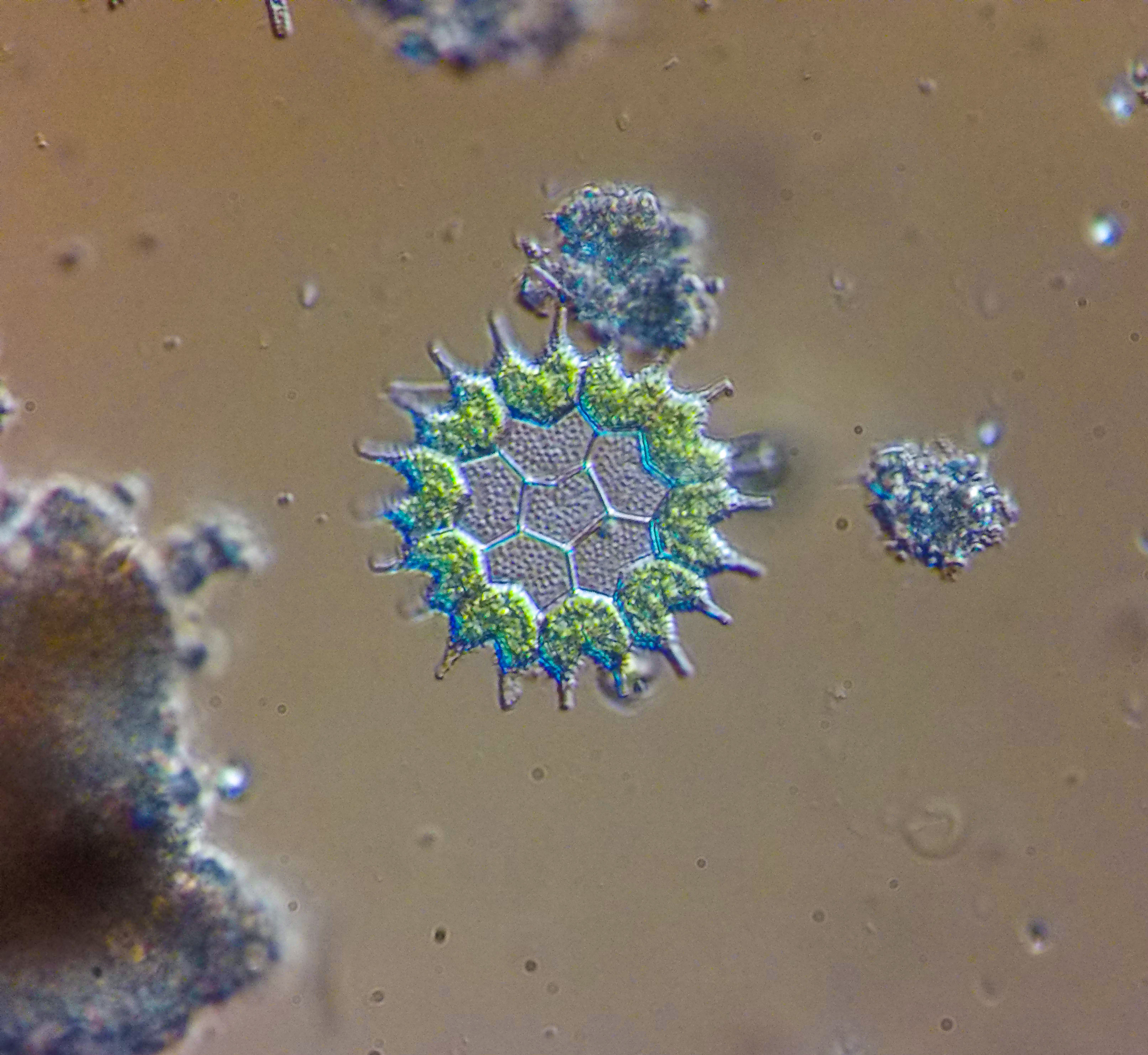 psuedopediastrum algae Arnold Arboretum
