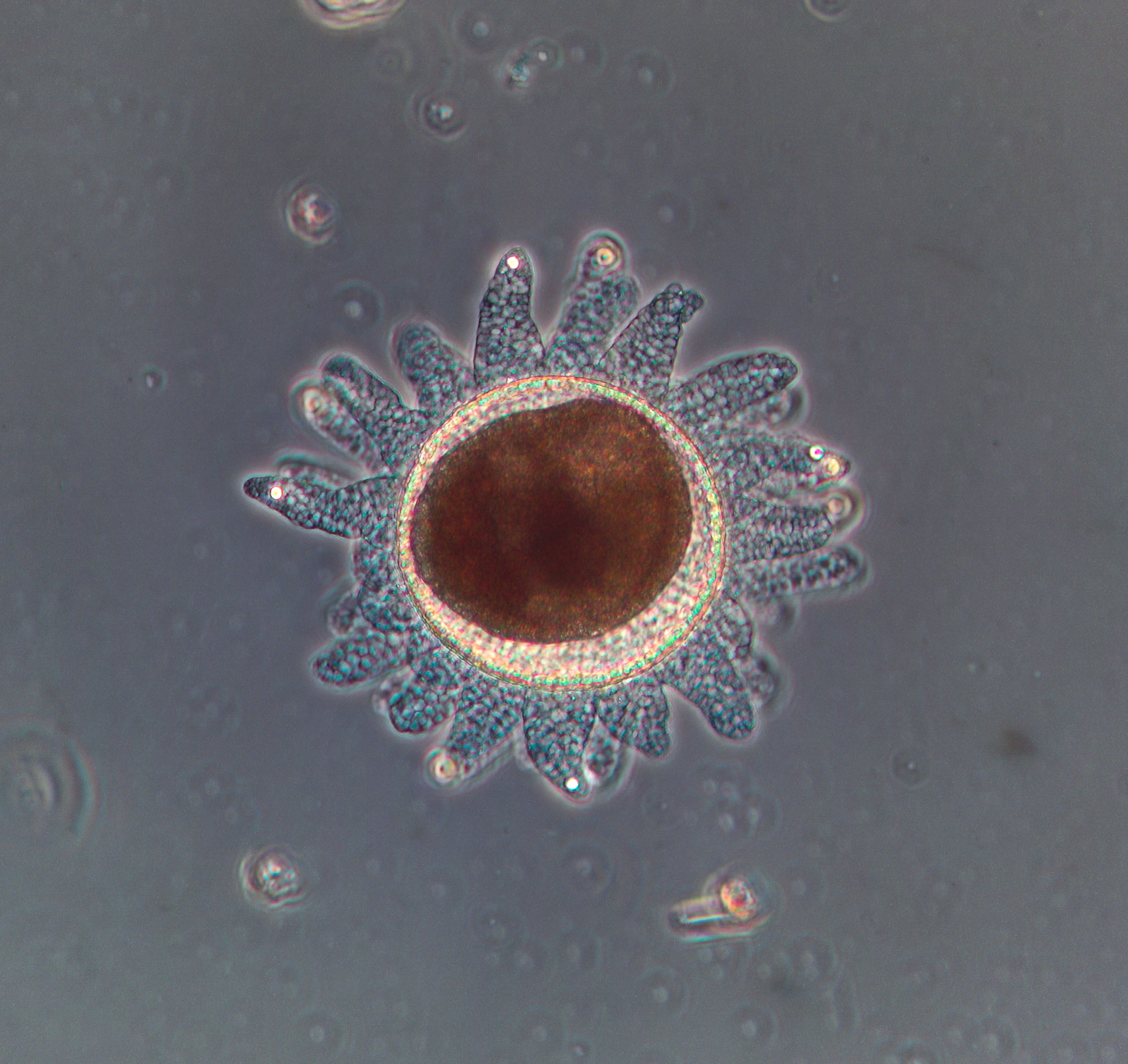 tunicate embryo