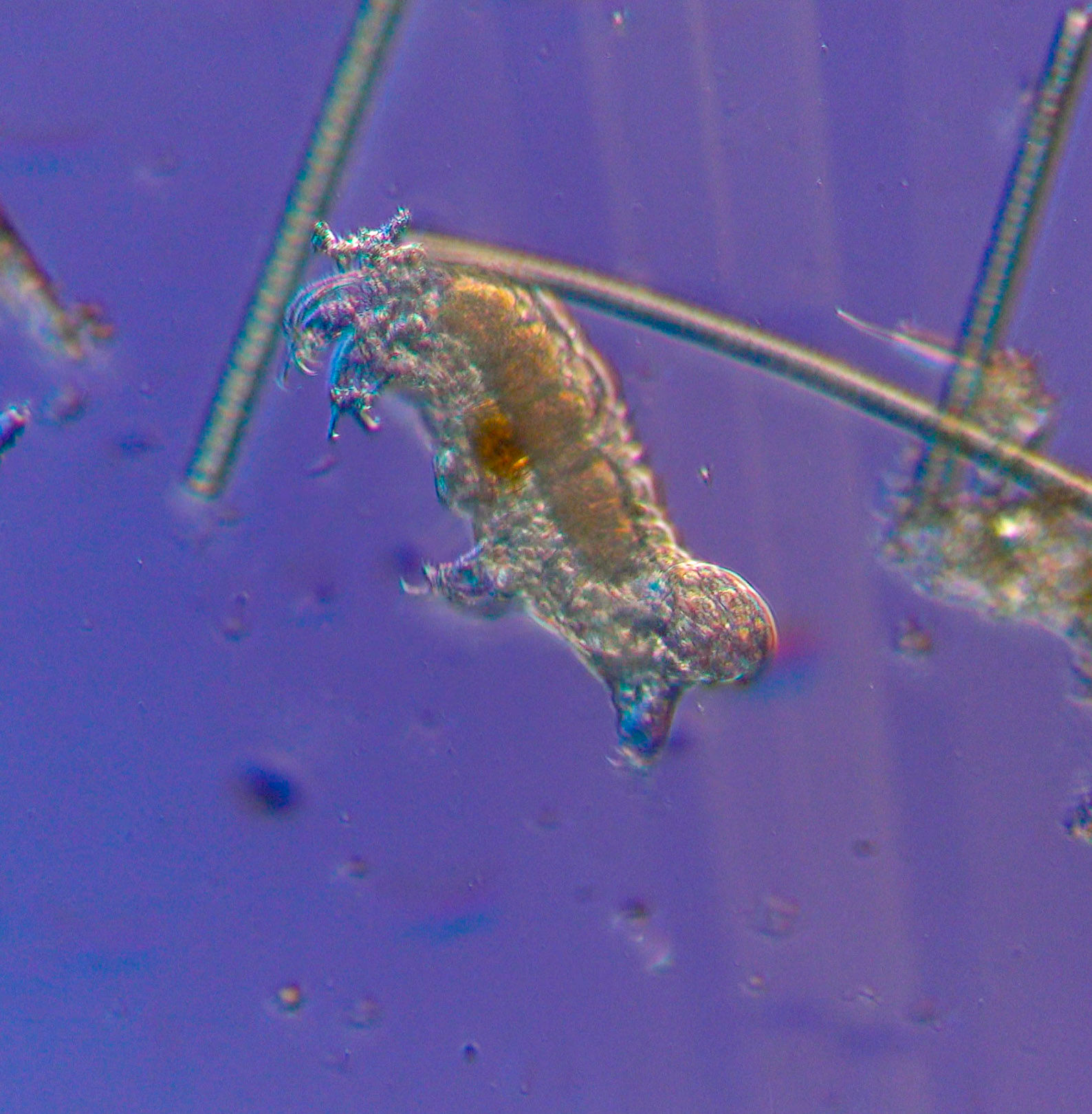 tardigrade Chandler Pond the art of Microscopy 3-15-25