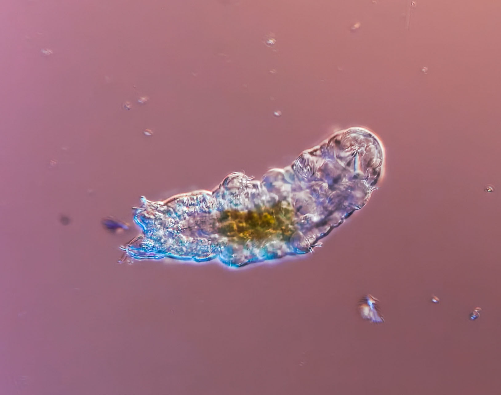 tardigrade from culture 9-20-25