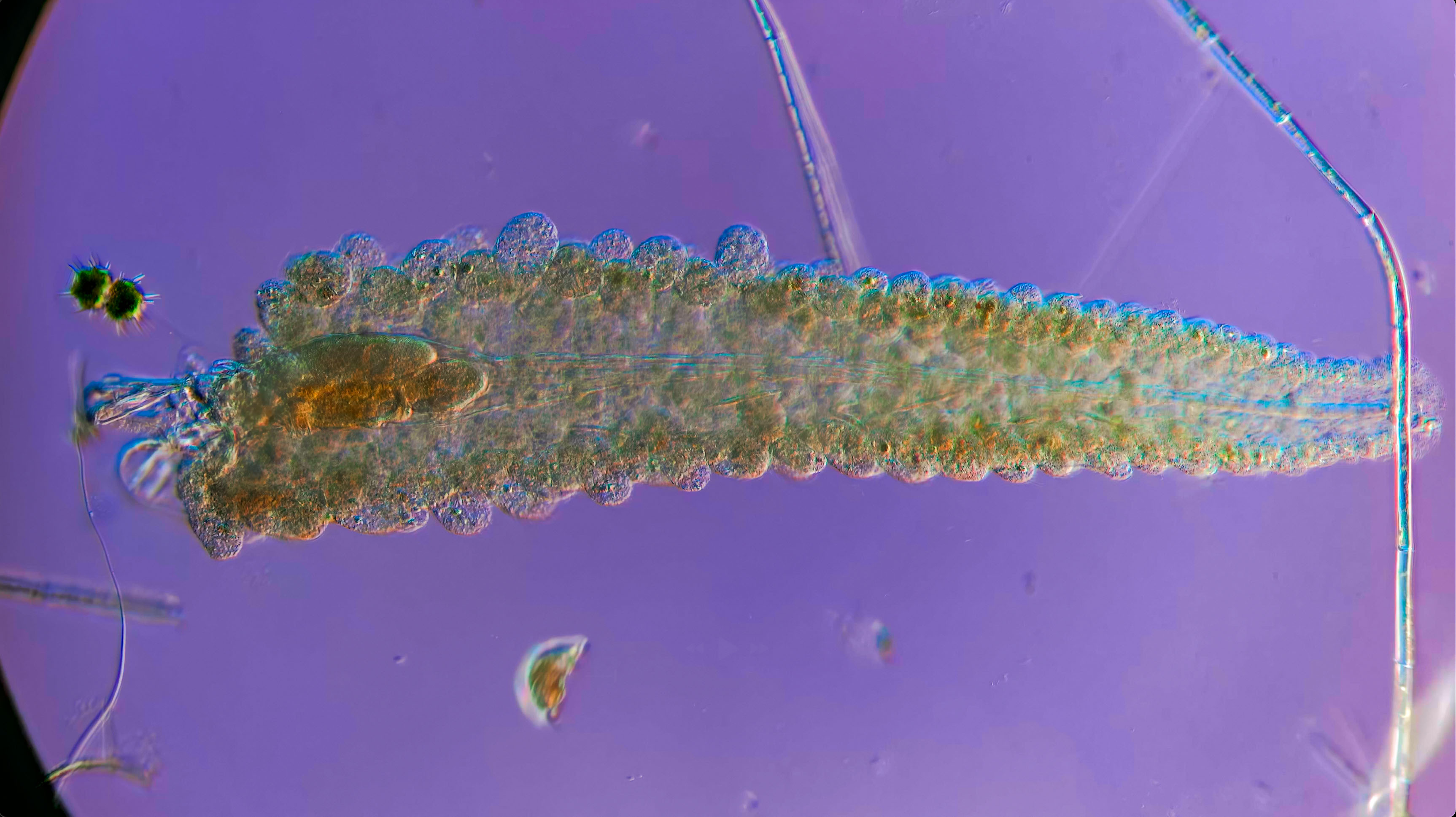 Floscularia in tube