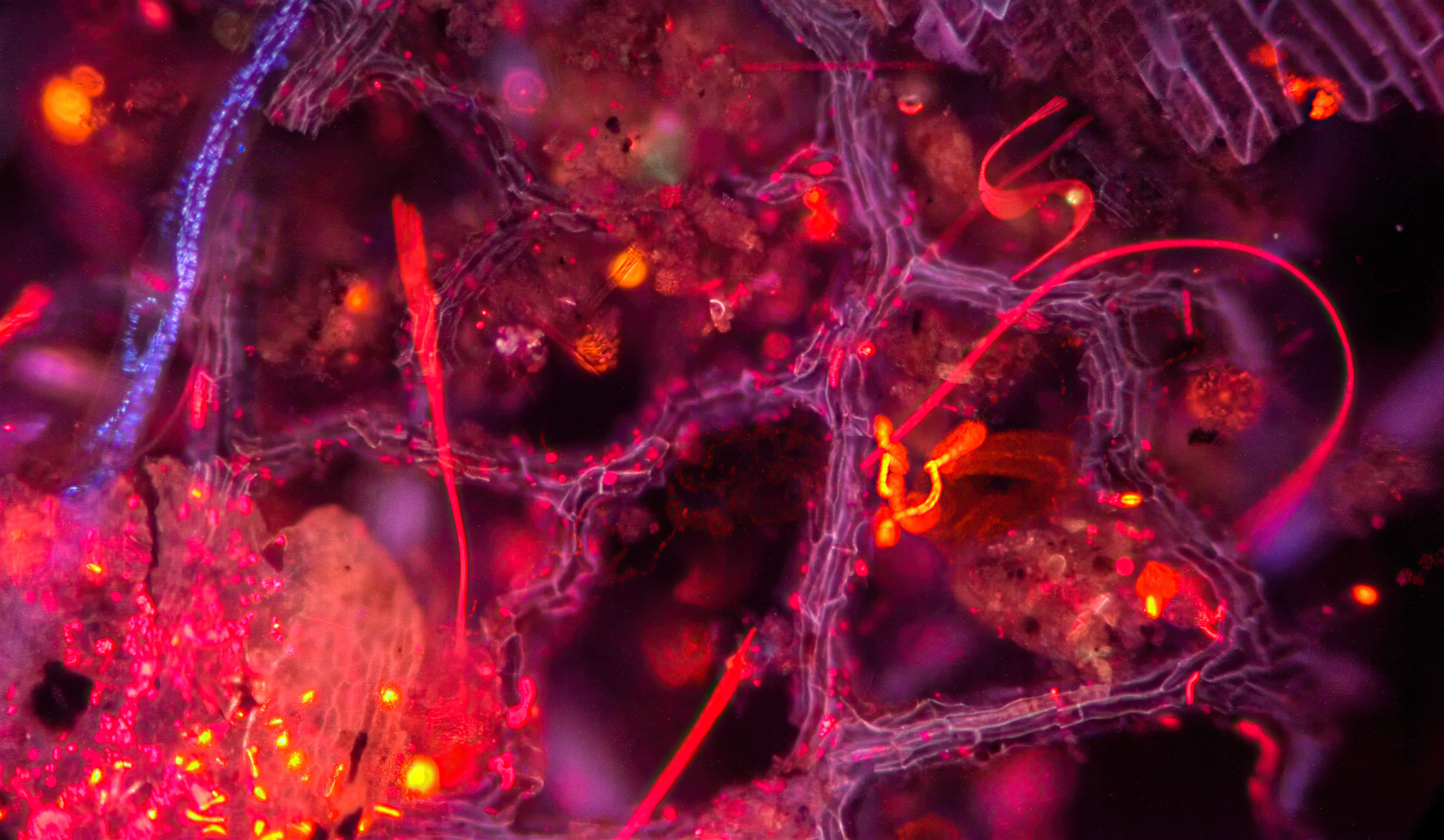 Fluorescence