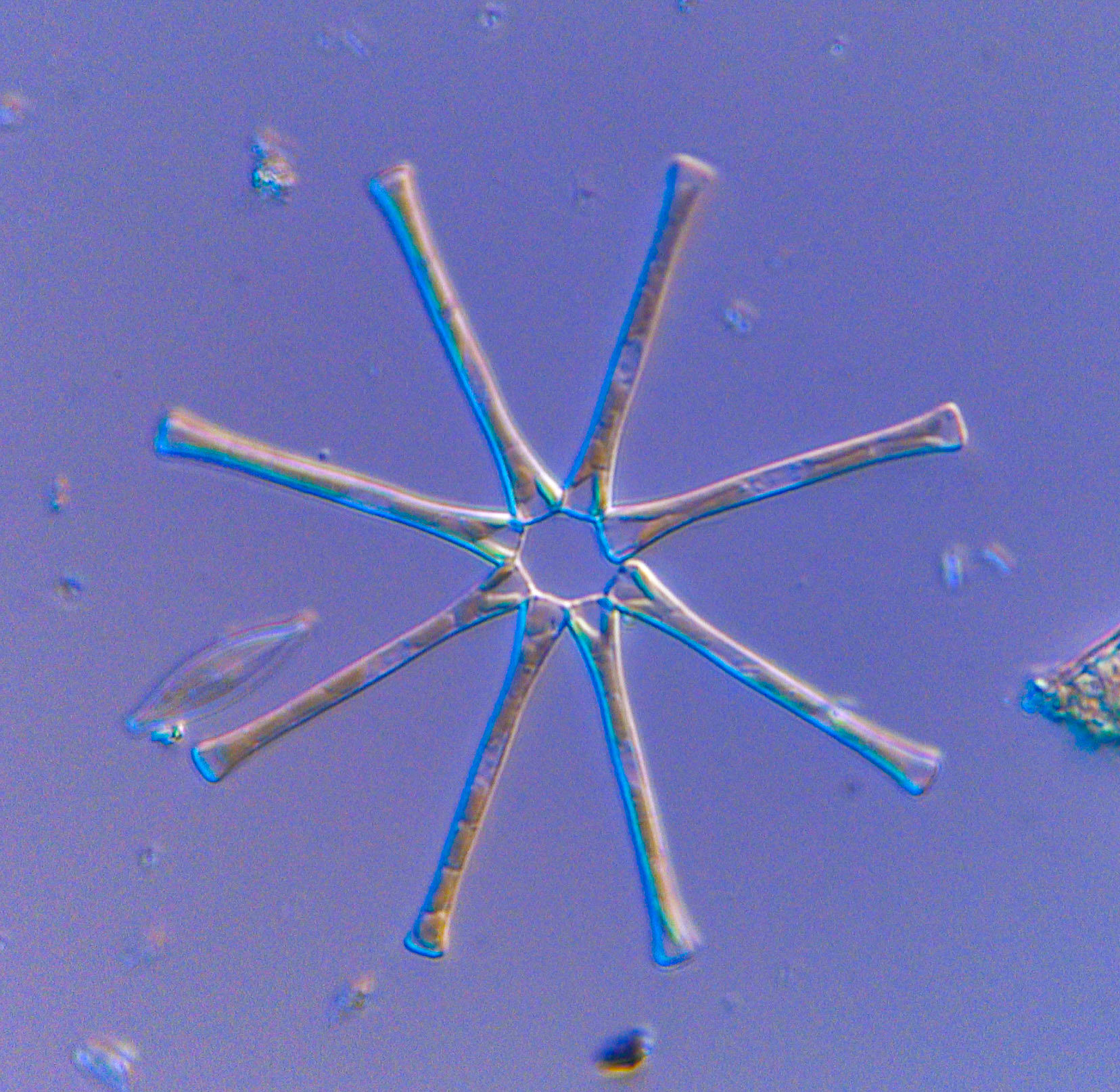 Asterionella