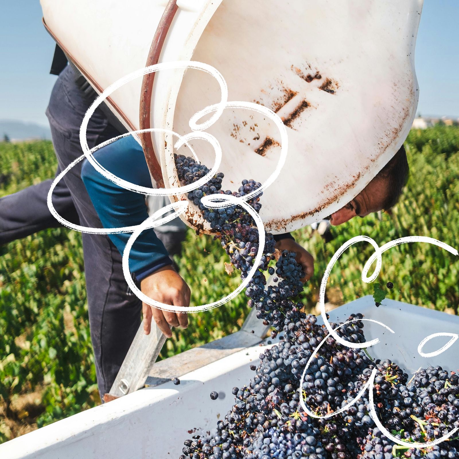 Image for Bästa röda vinerna från budget till lyx