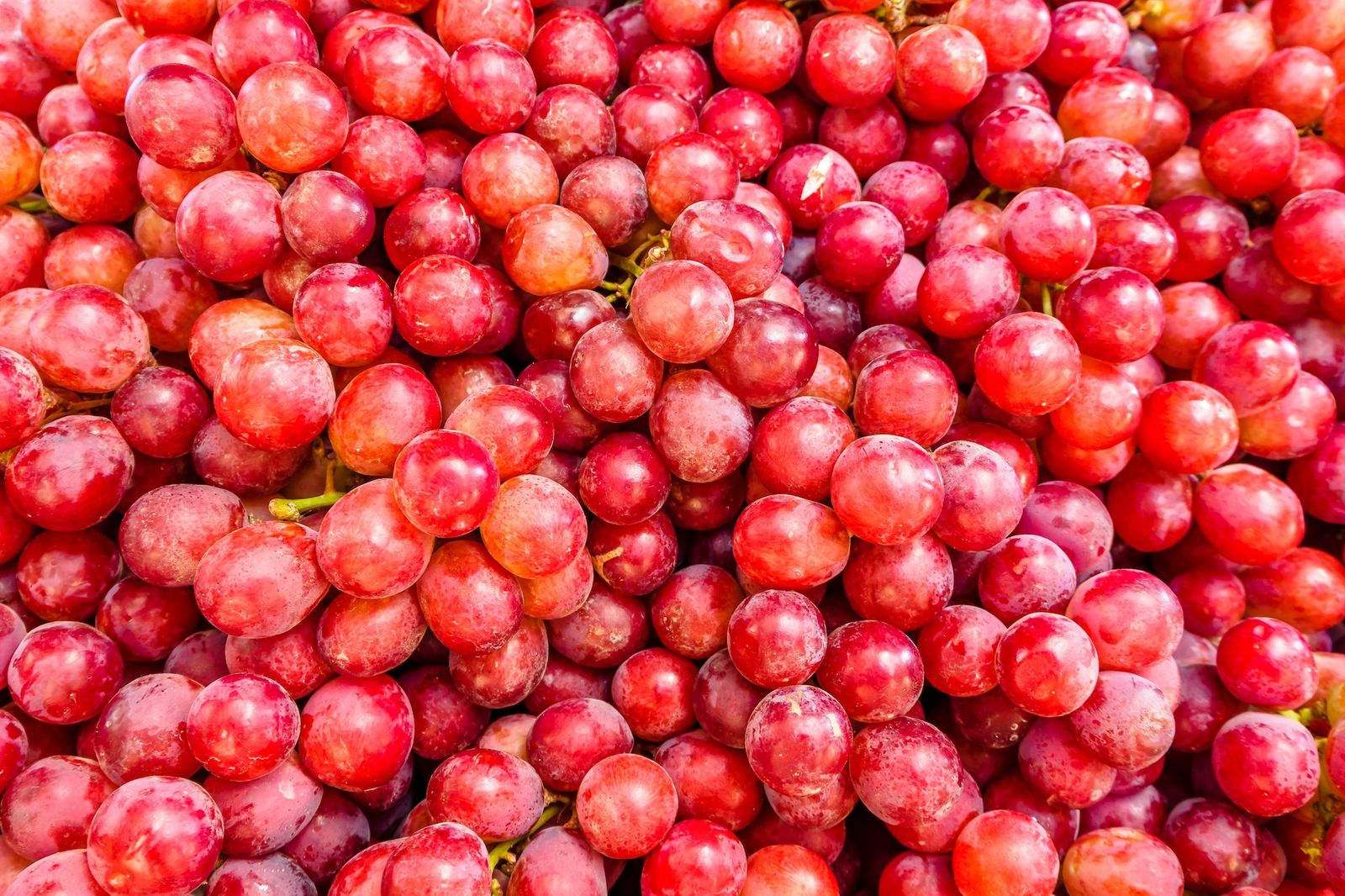 Sommarens rosévin