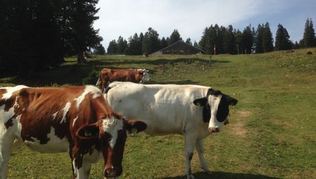 Alpweide von Les Cernets