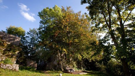 Ruine Froburg