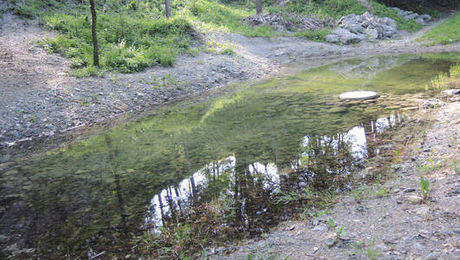 Zwei Weiher als Laichgewässer