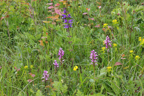 Orchideenlehrpfad Erlinsbach