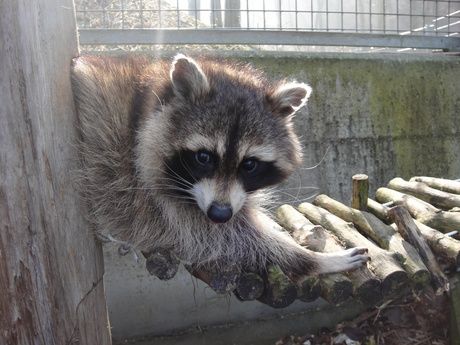 Waschbären im Mühletäli