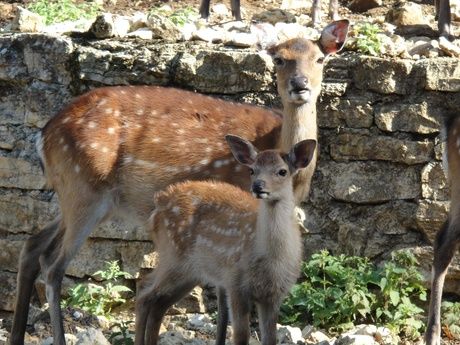 Wildpark Mühletäli