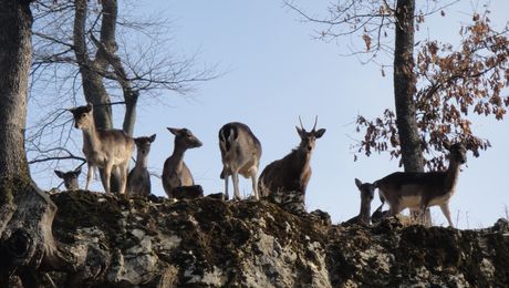 Tierpark Mühletäli