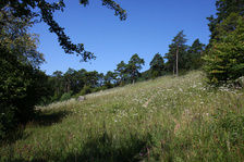 Orchideenlehrpfad Erlinsbach