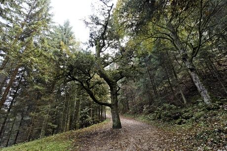 Verkehrsvereine Region Olten