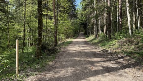 Poesieweg 