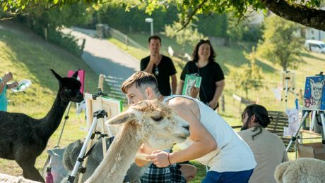 Malen inmitten von Alpakas