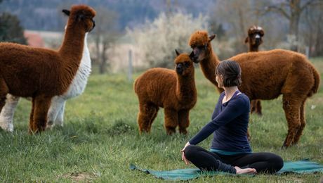 Yoga inmitten von Alpakas