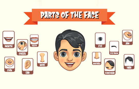 different parts of the face