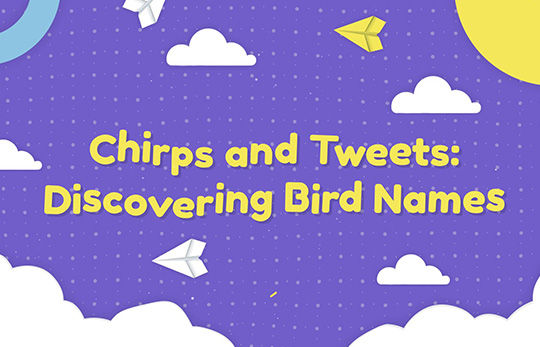 Discovering birds name