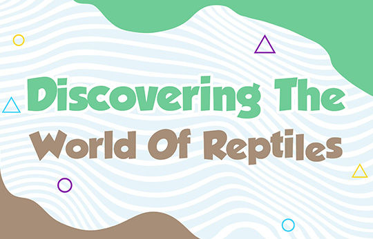 Discovering the world of reptiles