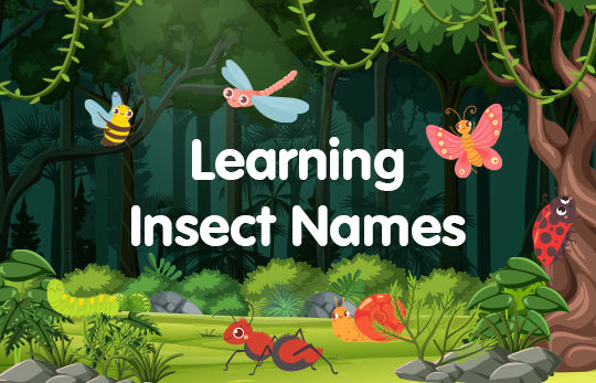 learning insect names